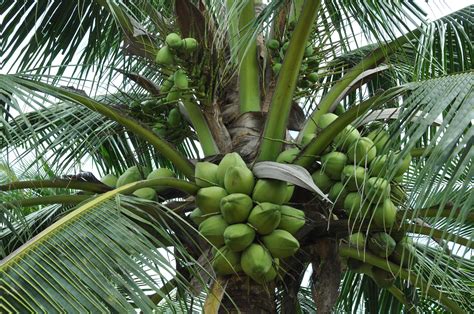 Free Photo Coconut Tree Coconut Coconuts Grow Free Download Jooinn
