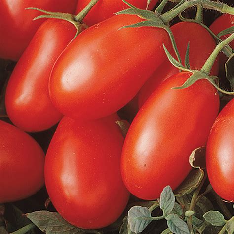 La Roma Iii Hybrid Tomato Paste Tomato Seeds Totally Tomatoes