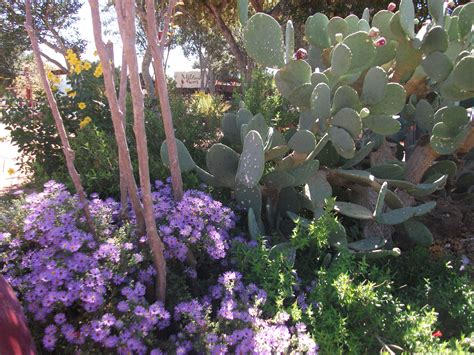 Send flowers today to someone special in your life from the best florist in austin. From Austin, Texas | Plants, Flowers
