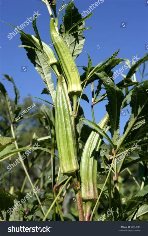Okra Growing On Stalk Garden Stock Photo 2029044 Shutterstock