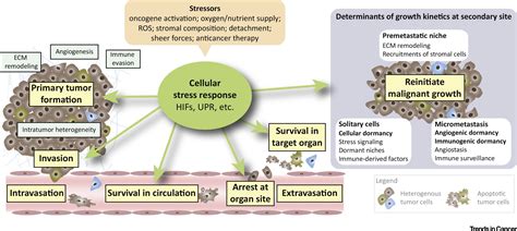 Adaptive Stress Responses During Tumor Metastasis And Dormancy Trends