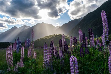 Lupines In Bloom Milford Sound New Zealand Photo Credit To Aneta