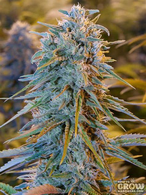 Margaret m & hanna f (candydoll tv 人形コレクション). High Yielding Cannabis Seeds