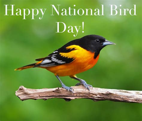 Happy National Bird Day By Uranimated18 On Deviantart