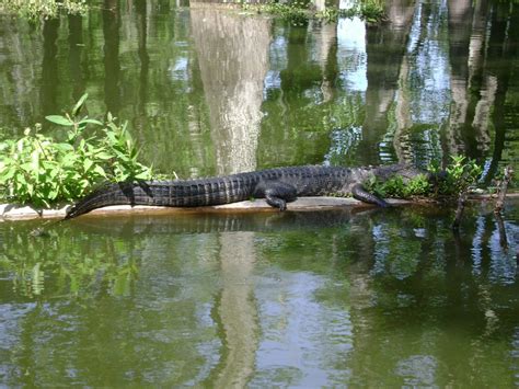 Louisiana Swamp Tours Louisiana Swamp Tour Alligators