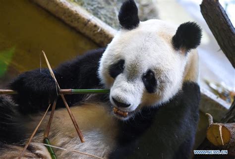 Feature Vienna Warmly Welcomes Giant Panda From China Xinhua
