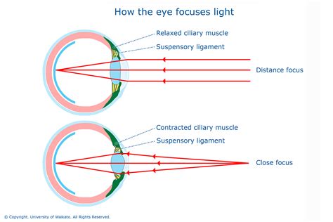 How The Eye Focuses Light — Science Learning Hub