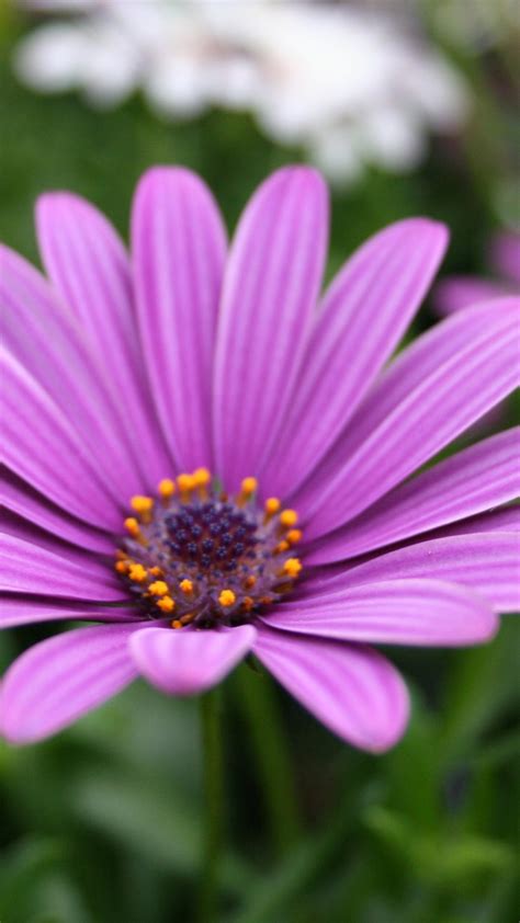 Find the best hd desktop computer backgrounds, mac wallpapers, android lock screen or iphone screensavers and many other favorite images in 2021 Download Purple Flower Iphone Wallpaper Gallery