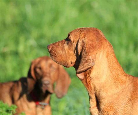 Redbone Coonhound Puppies For Sale Tullys Kennels