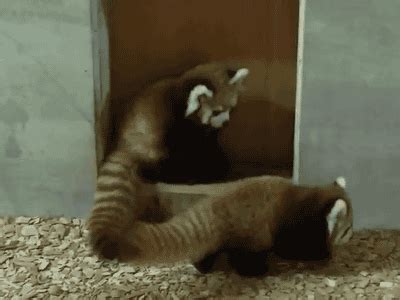 Red Panda Gif Red Panda Discover Share Gifs Cute Creatures