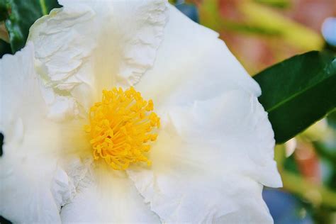 What does each flower symbolize? White w yellow center flower Photograph by Kelly Nicodemus ...