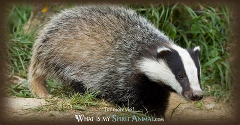 Badger Symbolism And Meaning Spirit Totem And Power Animal