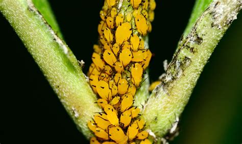Up close, it resembles a tiny moth. How to Get Rid of Tiny Yellow Bugs? - Plant Index