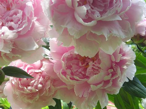 Very peony looking and a beautiful pink and white with yellow centers. My garden is a 'memory garden' filled with flowers given ...