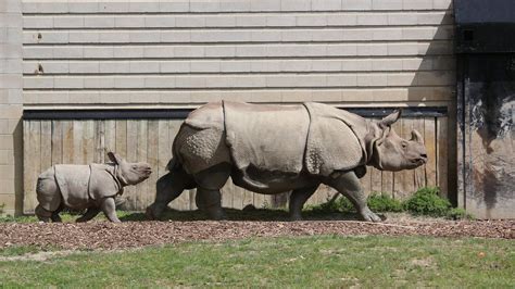 Keep in mind that some animals may not be present in their exhibits during the winter months due to the chilly temperatures. Toronto Zoo reveals baby rhino's name: Nandu - CityNews ...