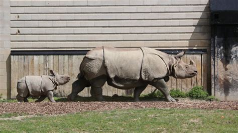 With animals from all over the world, you can spend days here, so make sure to decide exactly who you want to see before you set off. Toronto Zoo reveals baby rhino's name: Nandu - CityNews ...