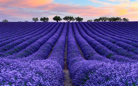 2560x1440 Resolution Lavender Meadow Nature Colorful Photography