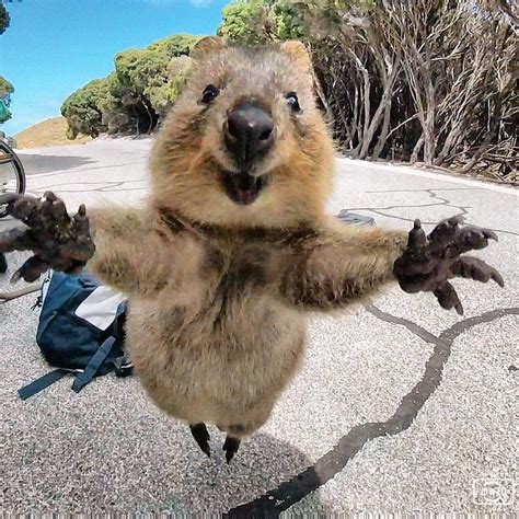 Quokkas have short front paws, longer rear legs, and a. This is an Australian Quokka, the happiest animal on earth ...