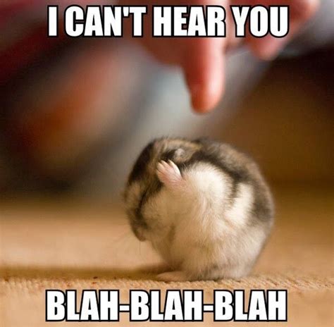 Too Cute Funny Hamsters Animal Jokes Funny Animal Quotes