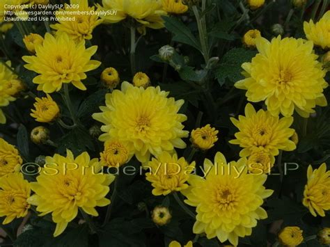 Plantfiles Pictures Chrysanthemum Garden Mum Florists Mum Padre