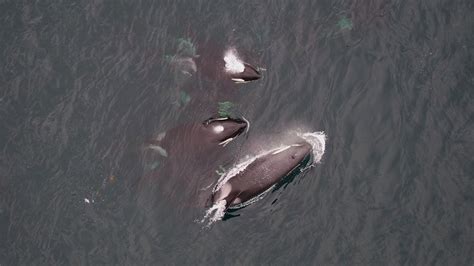 research killer marine whale mammal lab update ocean