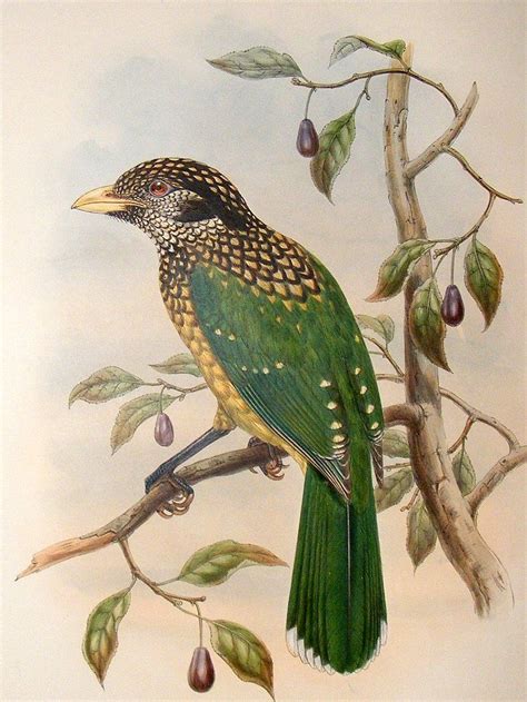 Pin By Jenifer Cost On Avian Art Bird Prints Bird Illustration