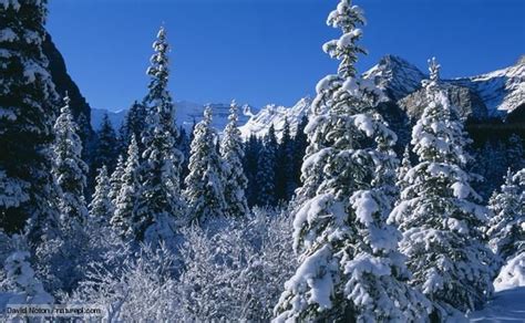 Dark taiga under threat through climate change. Taiga forest "The taiga is the largest land habitat - a ...