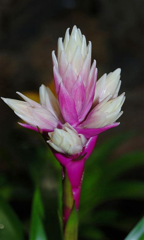 Free Images Nature Blossom Purple Petal Summer Botany Flora