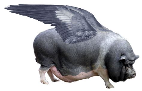 When Pigs Fly Idioms Meaning