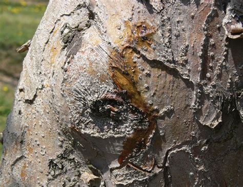 It is a serious concern to apple and pear producers. Fire Blight - Limb & Trunk - Ontario AppleIPM