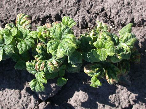 Maybe you would like to learn more about one of these? What's wrong with my plant? : Garden : University of ...