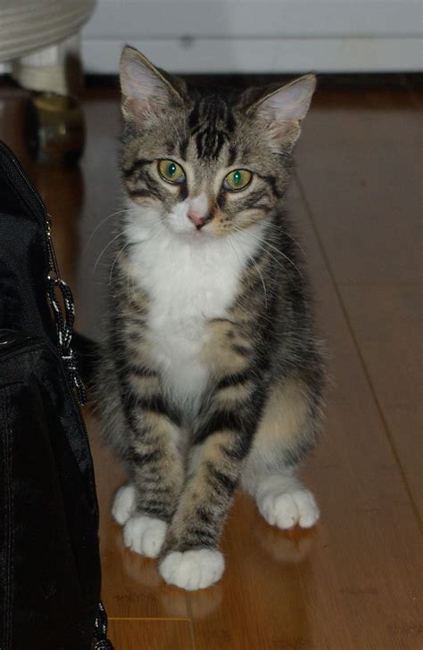 Cat Breeds Tabby Mix