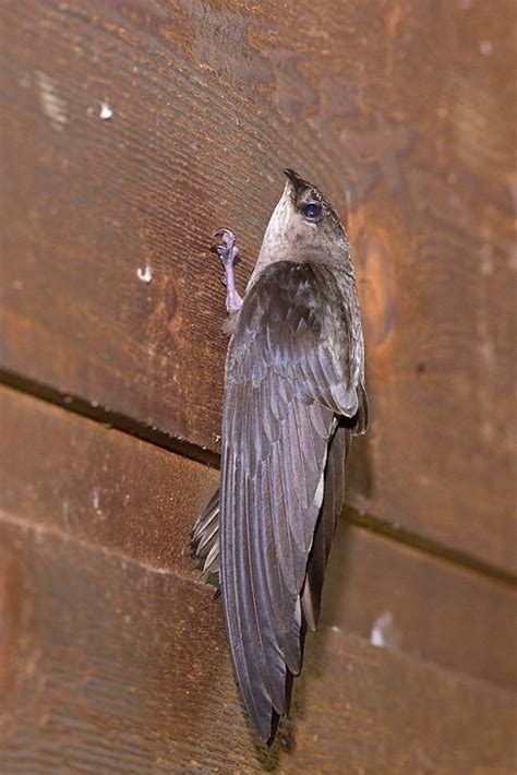 Birds sometimes not able to fly out of the chimney do get stuck. Chimney Swift (Chaetura pelagica)