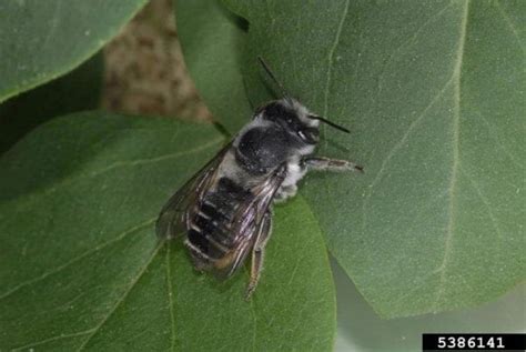 Protecting Pollinators In Urban Areas Pollinator Ecology Alabama