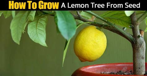 How To Grow A Lemon Tree From Seed