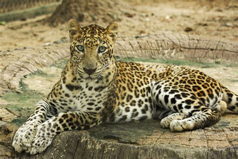 Astonishing Facts About Amur Leopards The Worlds Rarest