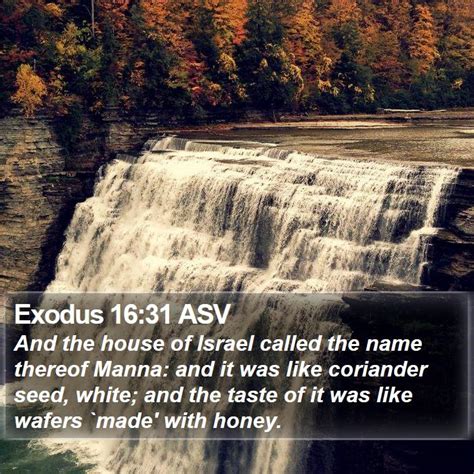 Exodus 1631 Asv And The House Of Israel Called The Name Thereof