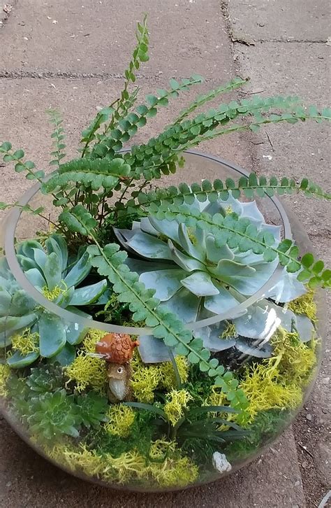Went with 3 family members to prime farm to table in flower mound. Succulent Planter in SEVERN, MD | Willow Oak Flower & Herb ...