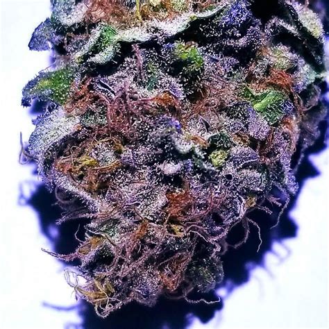 Og kush was first cultivated in florida, in the early '90s when a strain from northern california was supposedly crossed with chemdawg , lemon thai and a hindu kush plant from amsterdam. Bellaire Kush - CannaMaps