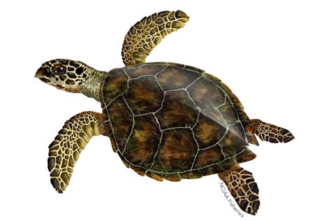 Turtle Png Transparent Png All