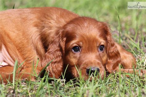 It is a little lighter and speedier than the other setters. Irish Setter puppy for sale near Grand Rapids, Michigan | b53d2a24-3d11