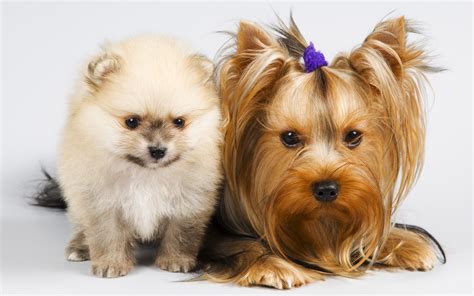 Download Cat And Dog Wallpapers Download Free Gallery