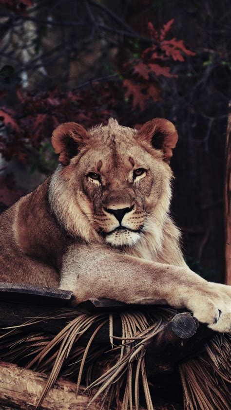 Wallpaper Lion Savanna 5k Animals 14875