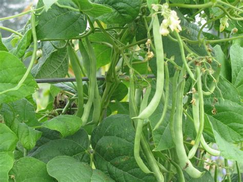 Testimony to how many of the kentucky wonders i missed, i had a lawn full of volunteers this spring. Kentucky Wonder Pole Bean | White Harvest Seed Company