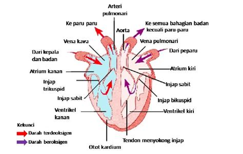 Tanaman hias ini dikatakan lengkap jika memiliki. BAGIAN - BAGIAN JANTUNG PADA MANUSIA DAN FUNGSINYA | JDSK