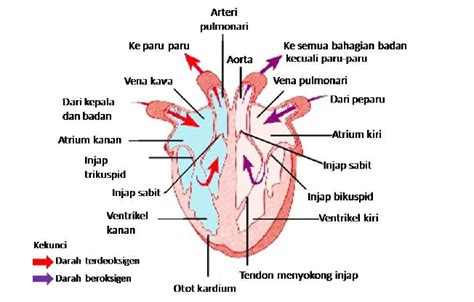 Tenaga kerja bagian produksi adalah tenaga kerja yang secara langsung atau pun tidak ikut berperan atau terlibat di dalam aktivitas produksi. BAGIAN - BAGIAN JANTUNG PADA MANUSIA DAN FUNGSINYA | JDSK