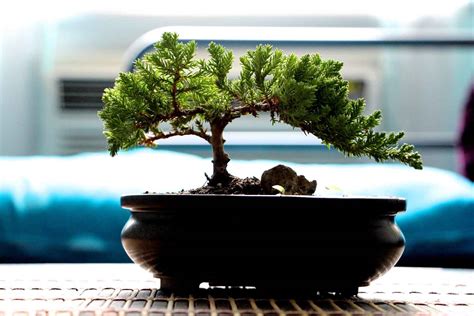 We can also categorize bonsai trees based on their dimensions ranging from tiny size which could be as small as 1 to 3 inches in height to a large size which could grow over 40 inches in height. What type of bonsai tree is best for you? | Better Homes ...