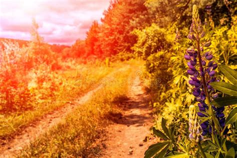 Warm Sunny Landscape Violet Flower In The Forest Road In Meadow Stock