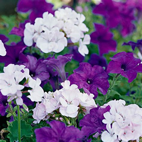 Choose annual plants for colour and texture in your garden. Top Annual Plant Pairings