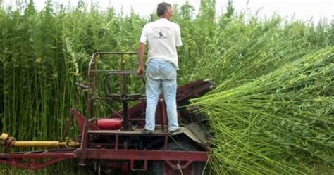 However, hemp seed oil, as its name implies, derives from the seeds of the plant and not the plant itself. Running Out of Petrol? No Problem ... We Have Hemp Bio-Oil